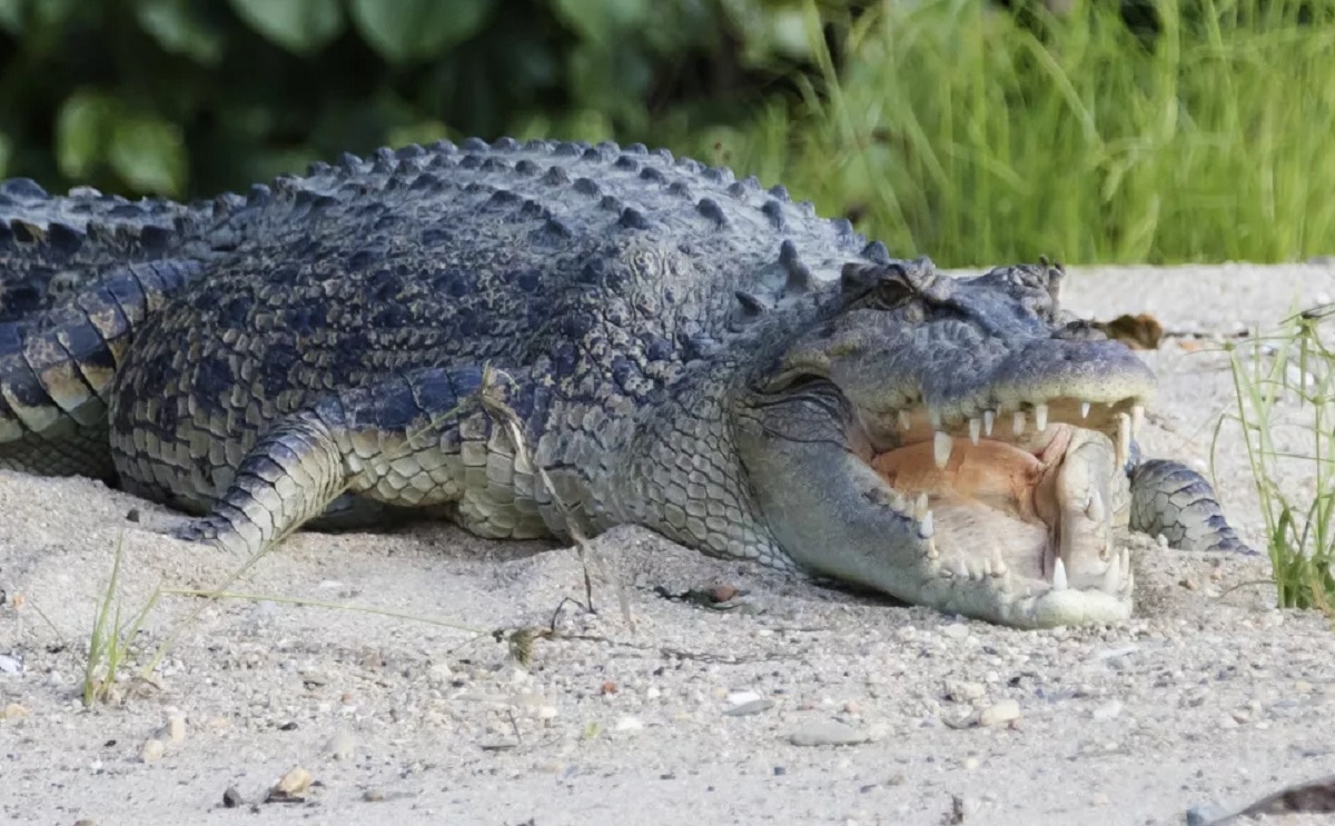 मगरमच्छ का पेट से निकले मानव शरीर के अंग