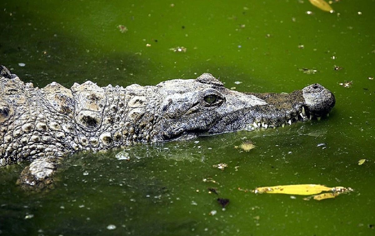 मगरमच्छ का पेट से निकले मानव शरीर के अंग