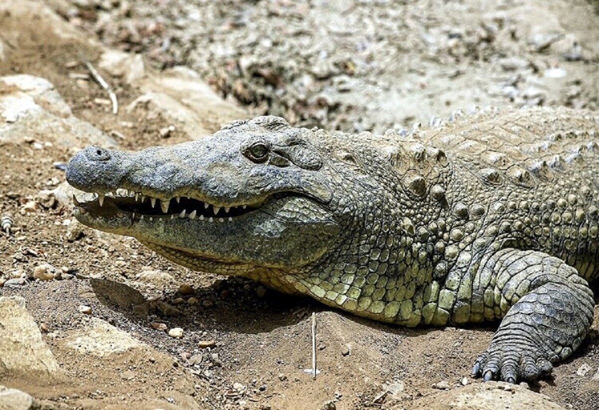 मगरमच्छ का पेट से निकले मानव शरीर के अंग