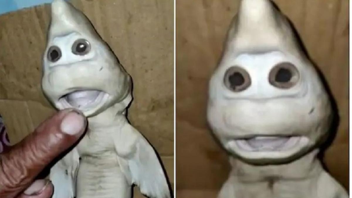 इंसान जैसा दिखाने वाले शार्क