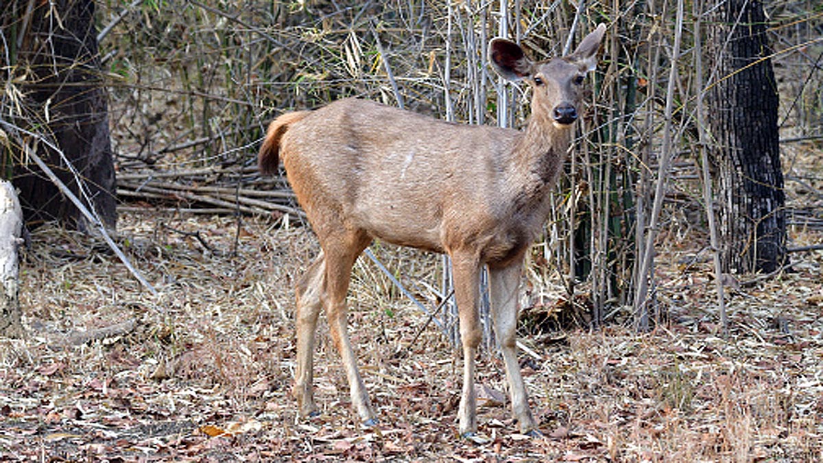 Deer had hair growing in its Eyeballs
