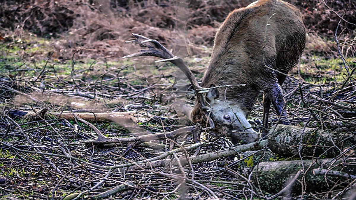 Deer had hair growing in its Eyeballs