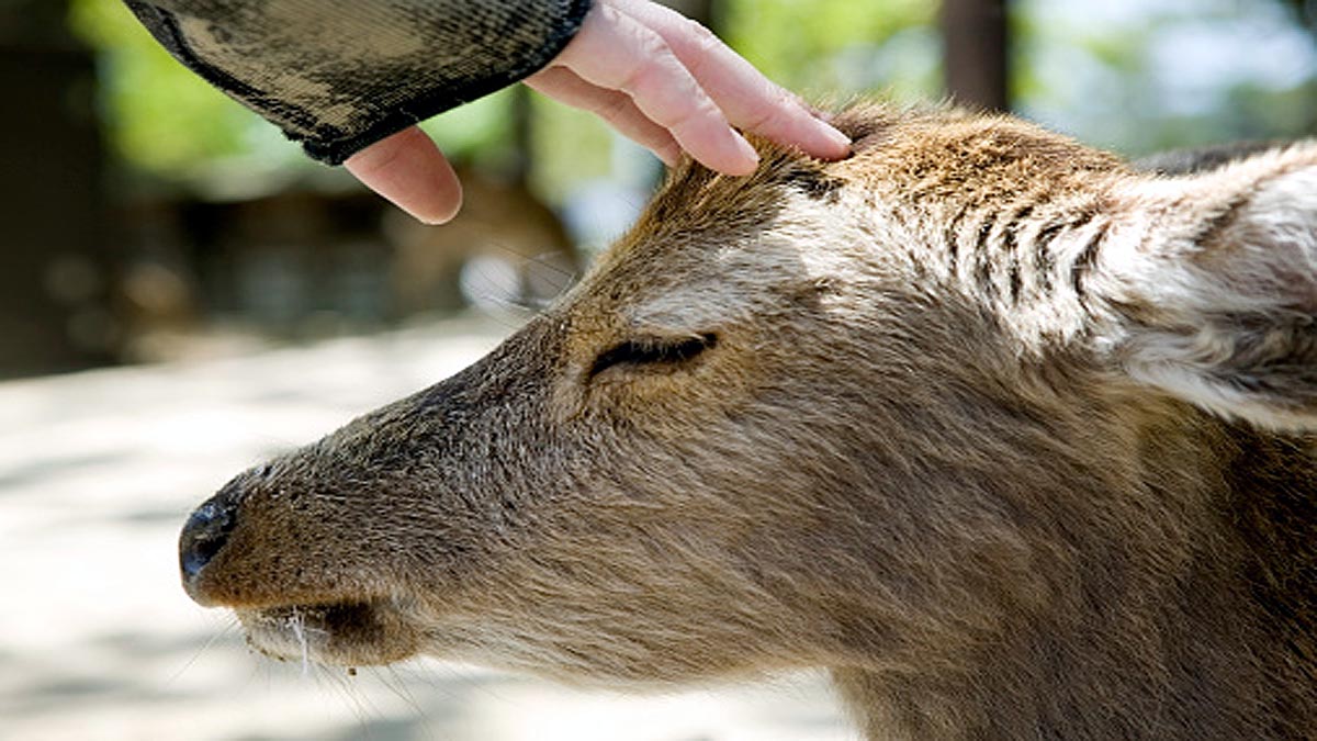 Deer had hair growing in its Eyeballs