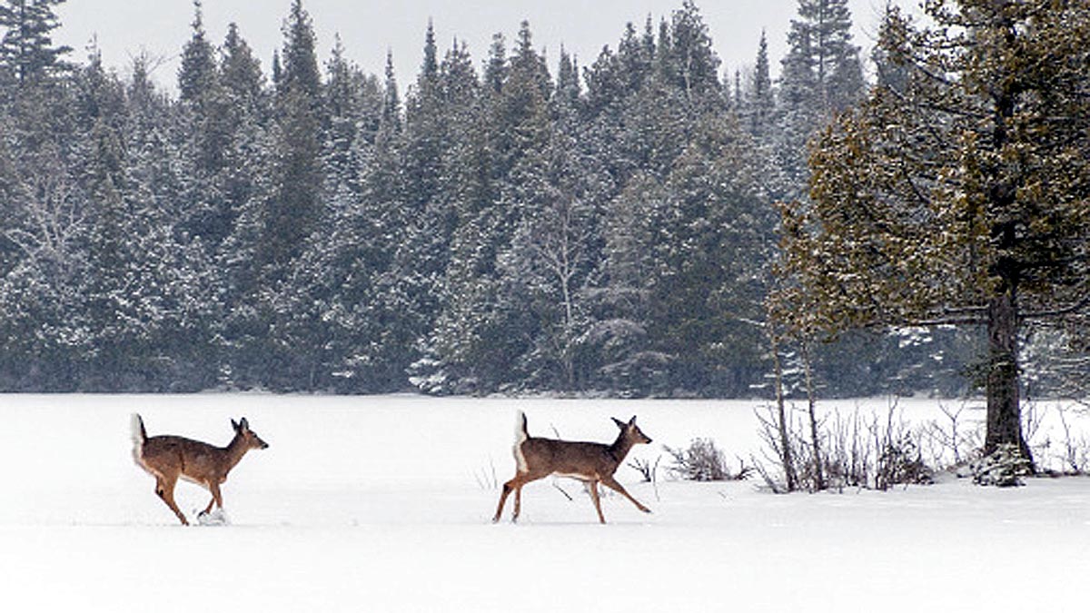 Deer had hair growing in its Eyeballs