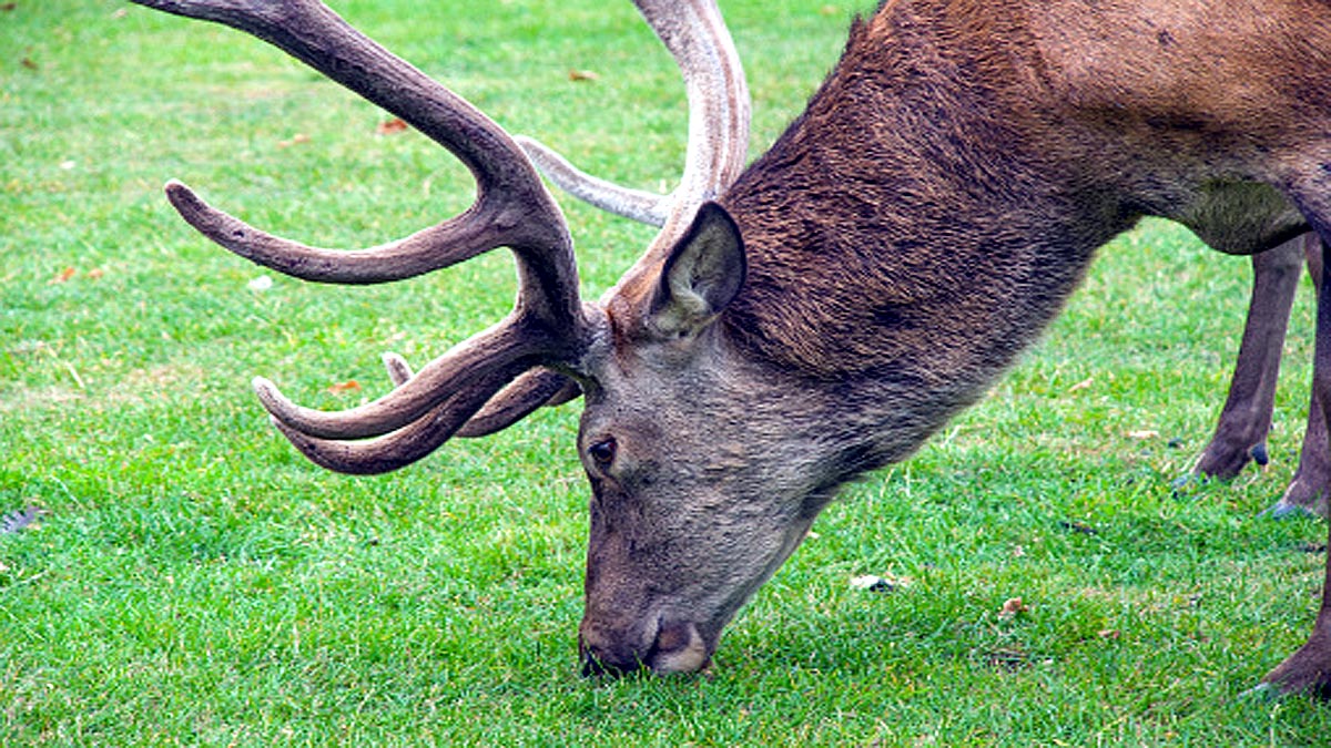Deer had hair growing in its Eyeballs
