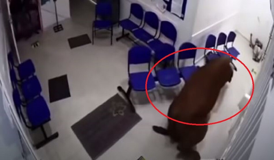 अस्पताल में घुस कर गाय ने किया तांडव