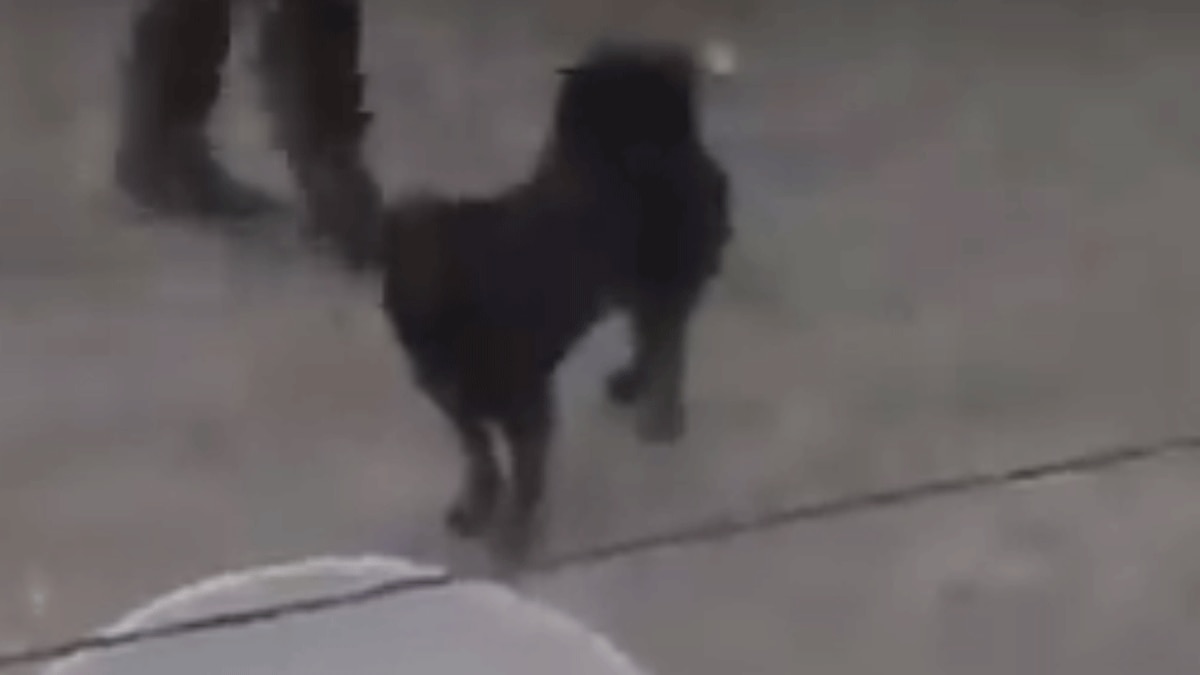 कुत्ता सुरंग के बाहर 3 दिन से कर रहा अपने मालिकों का इंतजार (फोटो वायरल वीडियो ग्रैब)