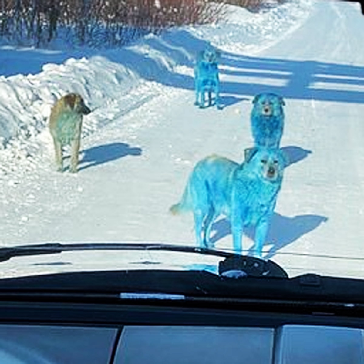 रूस में मिले कुत्ते