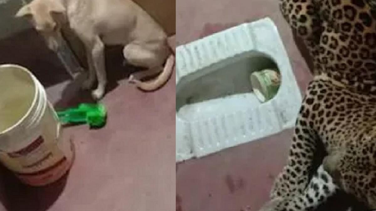 कुत्ते के साथ फंसा तेंदुआ