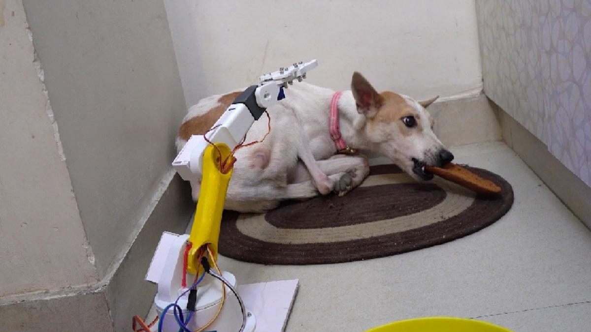 दिव्यांग कुत्ते की देखभाल के लिए बनाया रोबोट