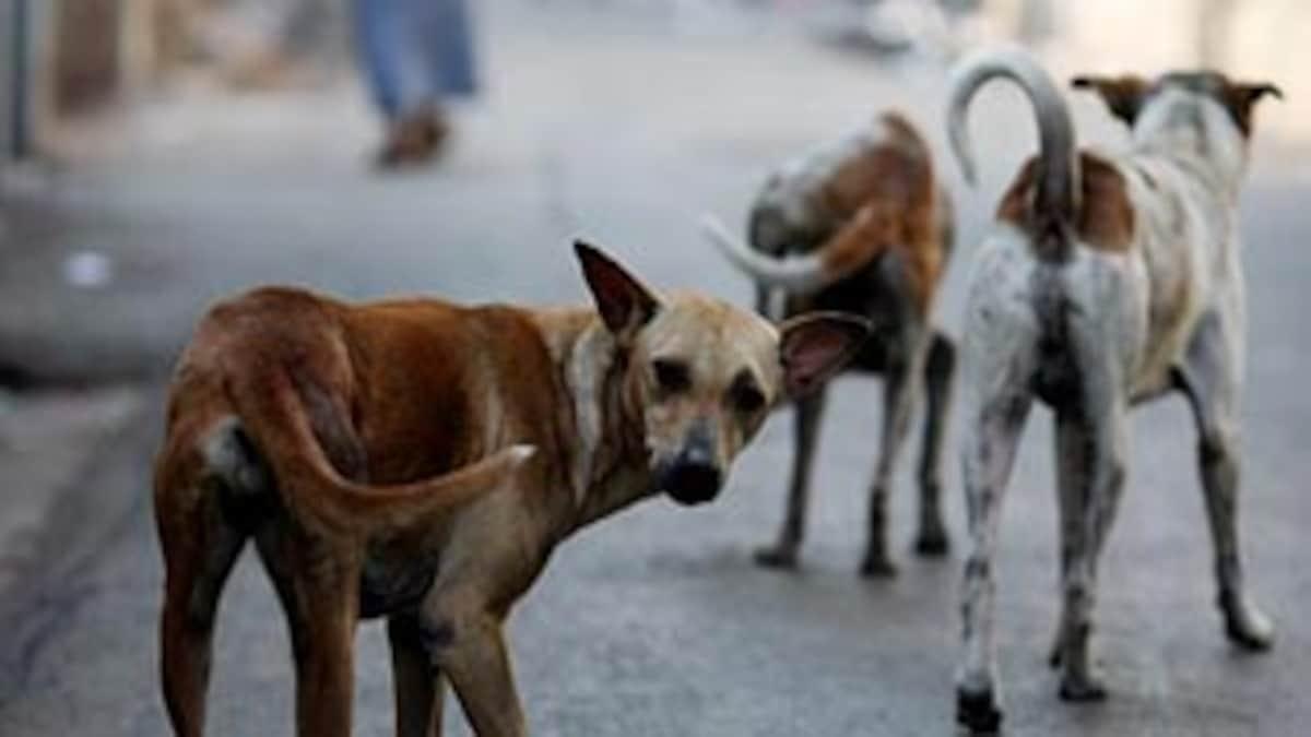 कानपुर के इस इलाके में फैला नया वायरस