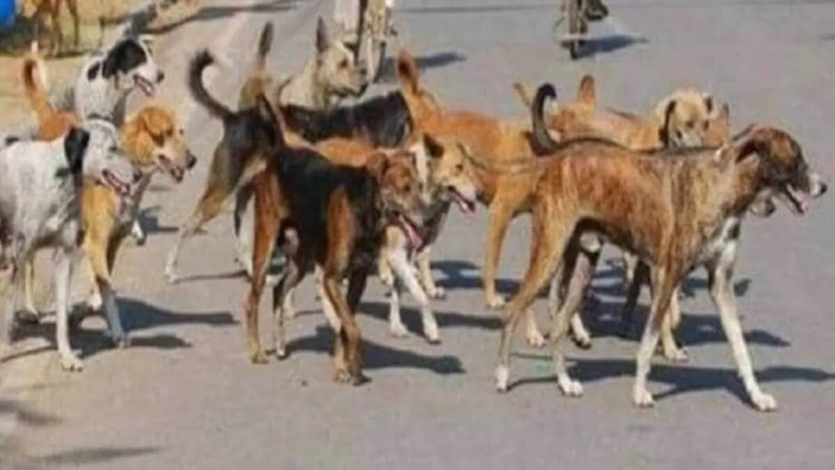 कानपुर के इस इलाके में फैला नया वायरस