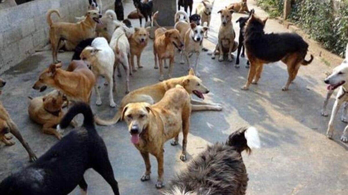 कानपुर के इस इलाके में फैला नया वायरस