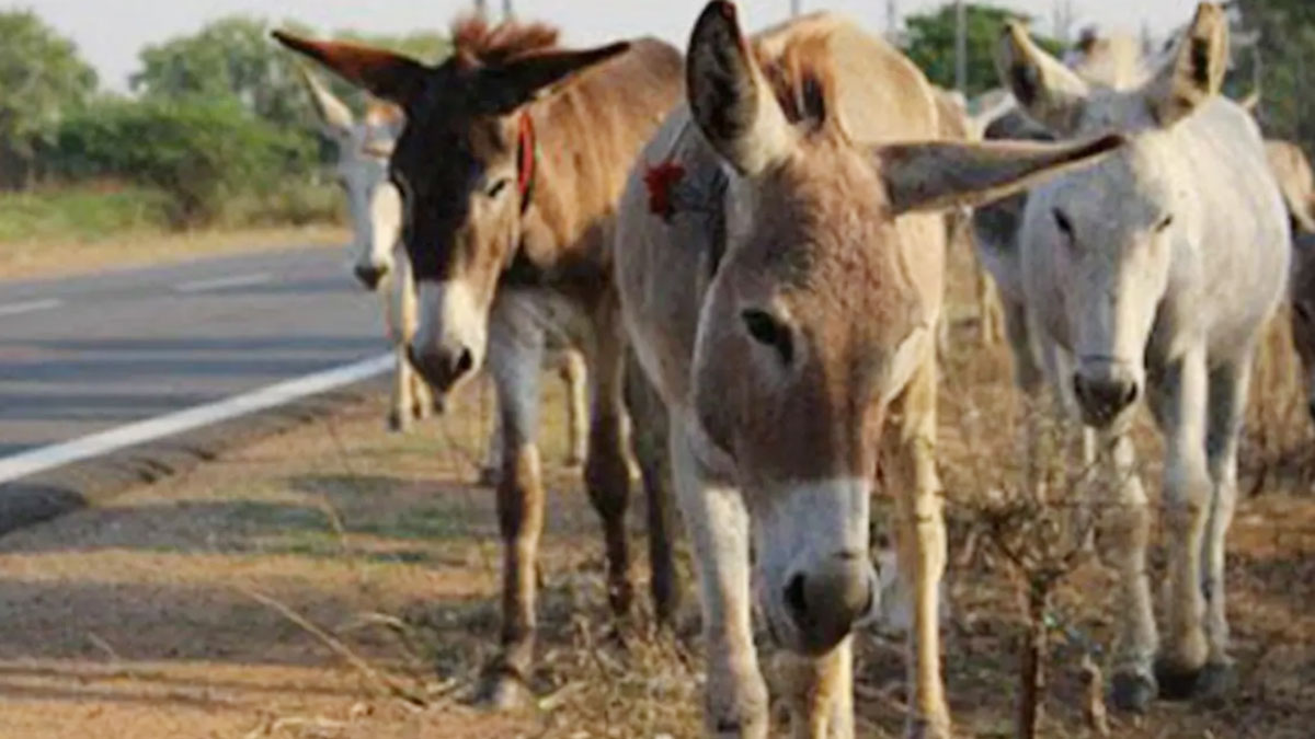 (प्रतीकात्मक फोटो)