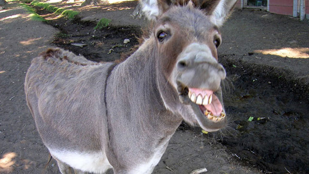 (प्रतीकात्मक फोटो)