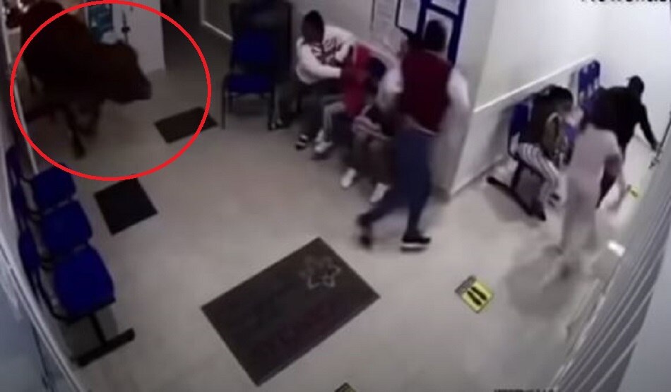 अस्पताल में घुस कर गाय ने किया तांडव