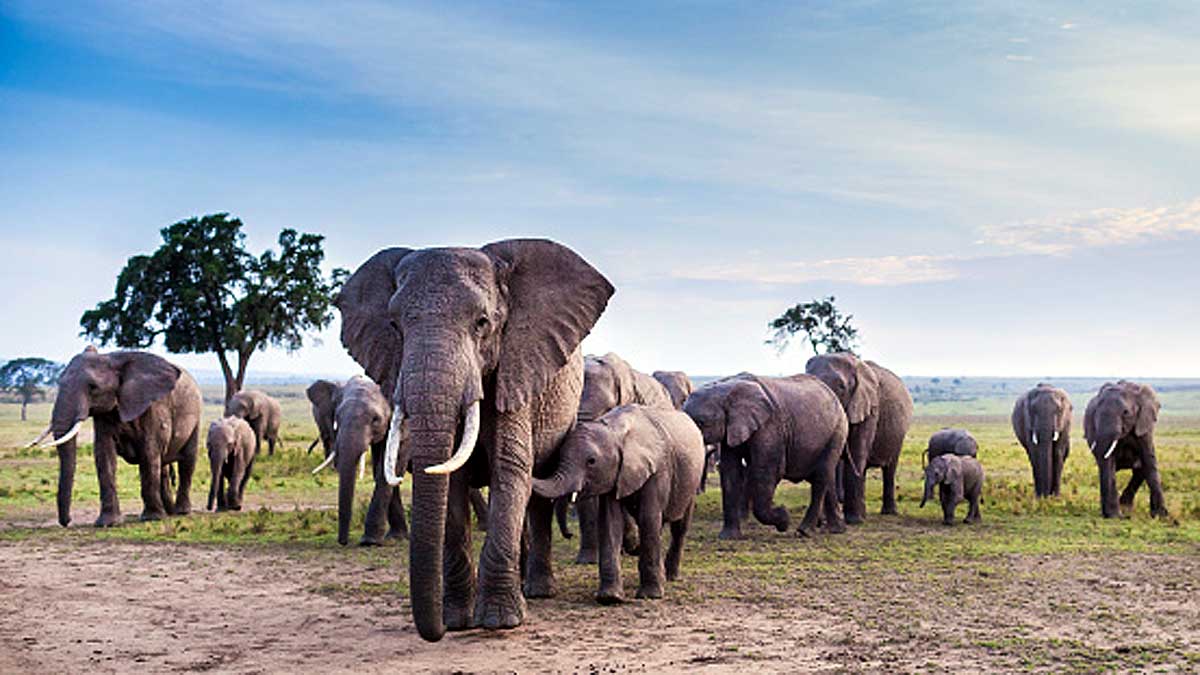 How Elephant become cancer resistant 