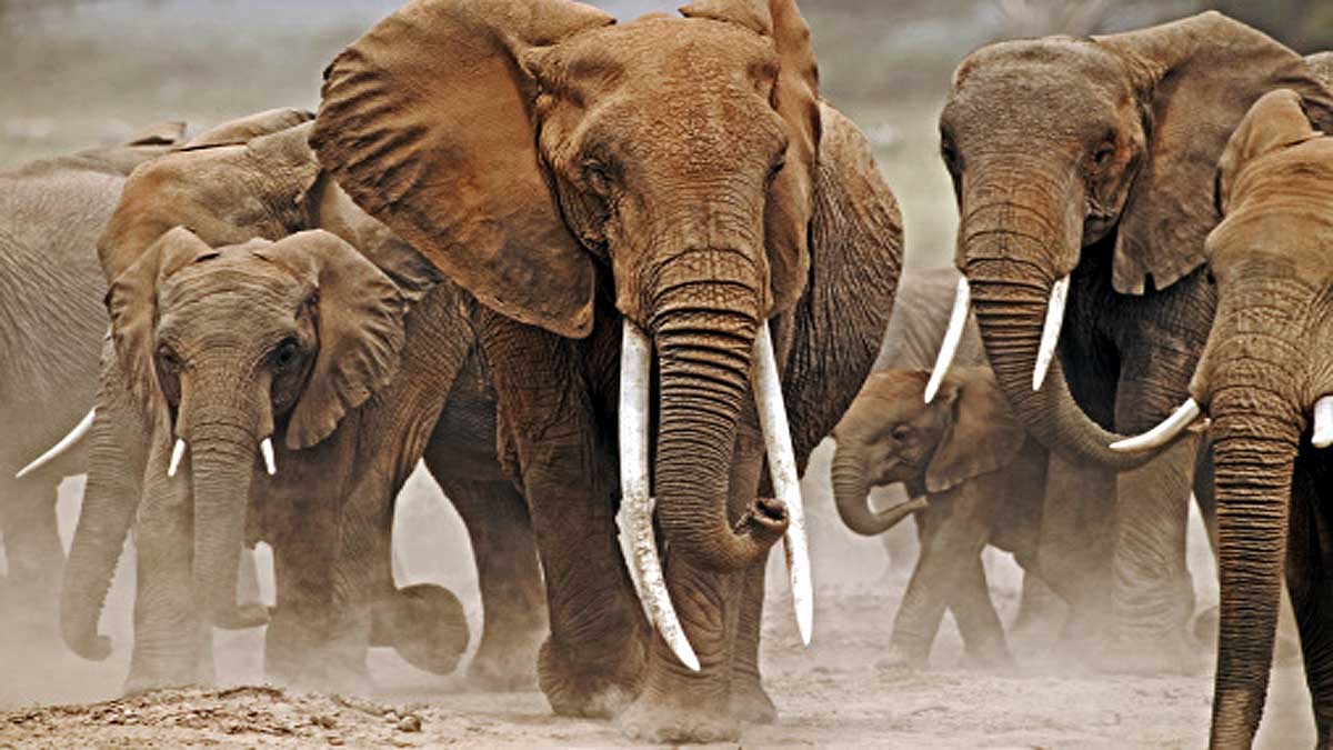 How Elephant become cancer resistant 