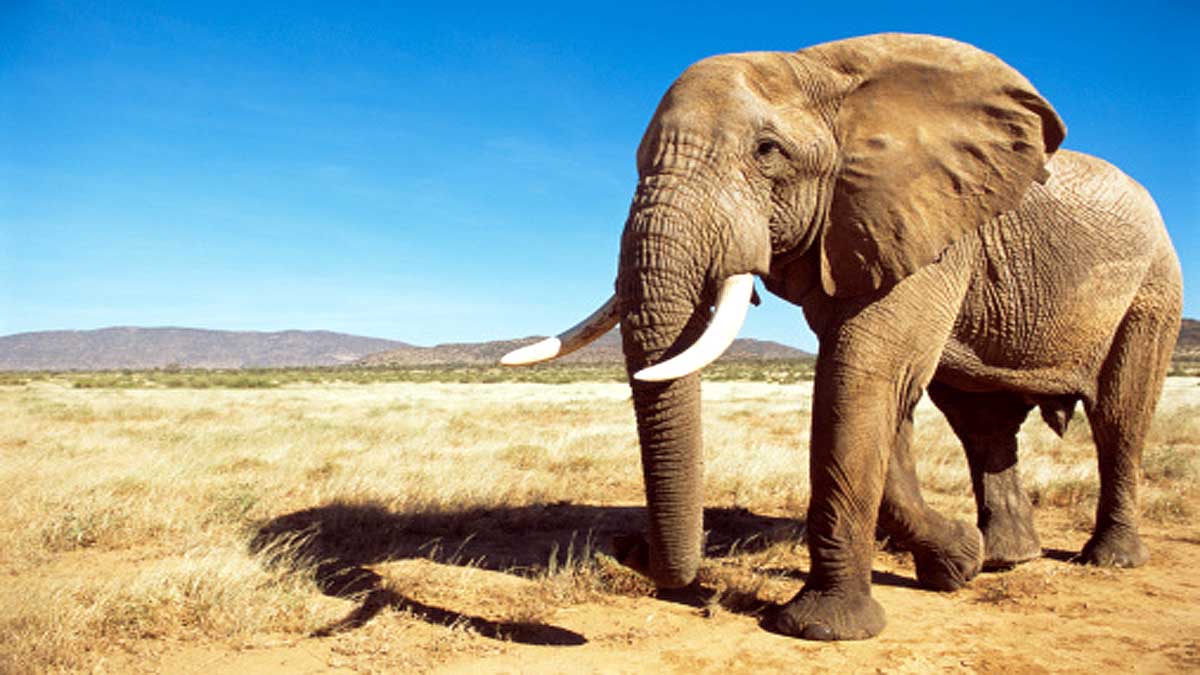 How Elephant become cancer resistant 