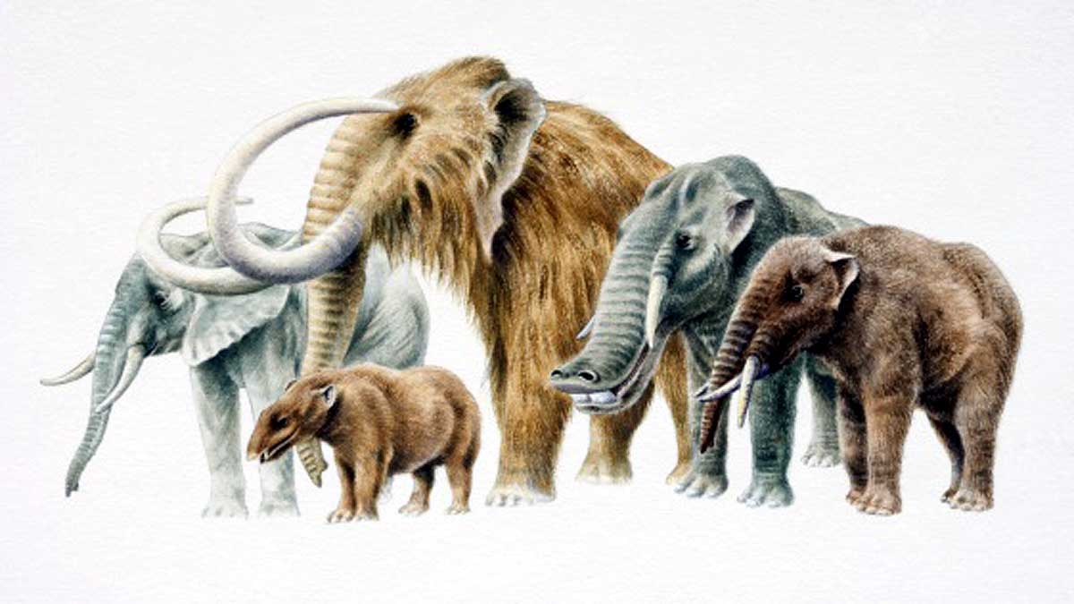 How Elephant become cancer resistant 