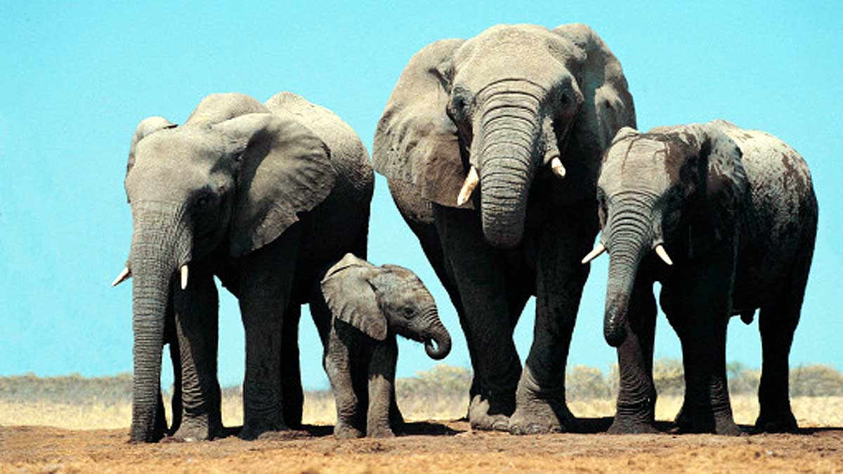 How Elephant become cancer resistant 