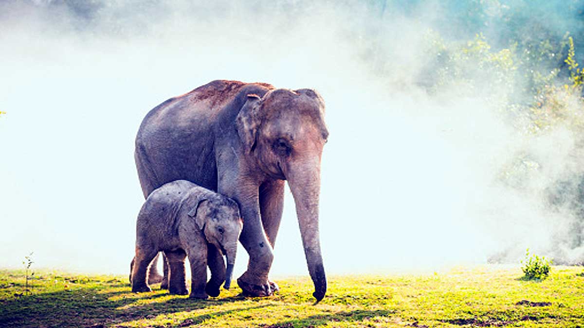 How Elephant become cancer resistant 