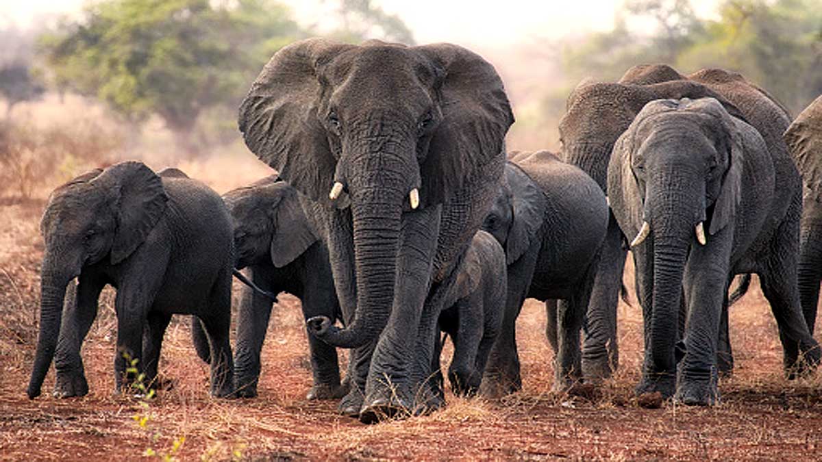 How Elephant become cancer resistant 