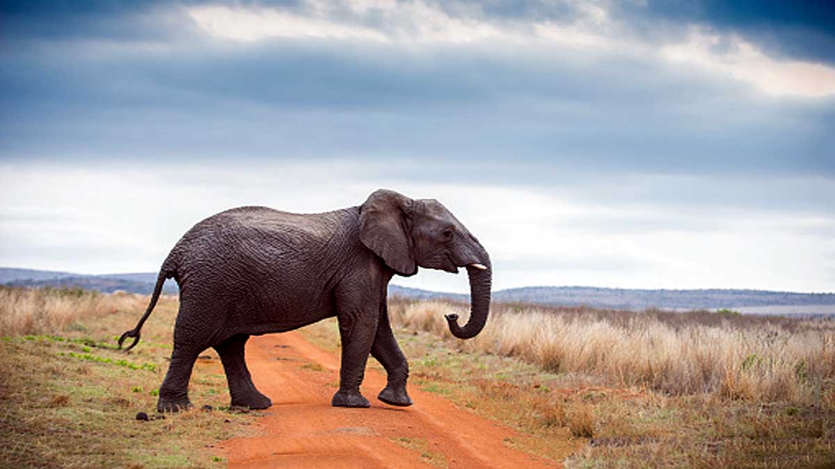How Elephant become cancer resistant 