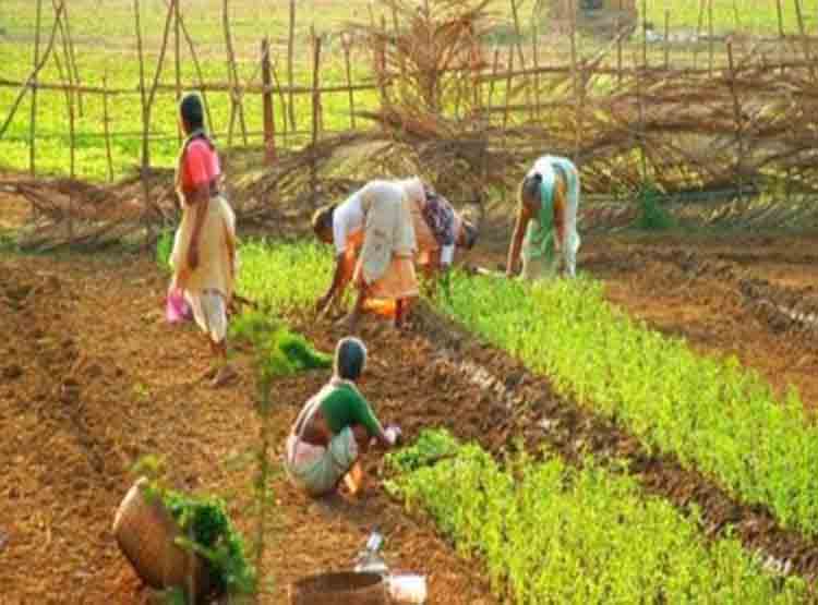 नामांकित कुल किसानों में से 84% छोटे और सीमांत किसान