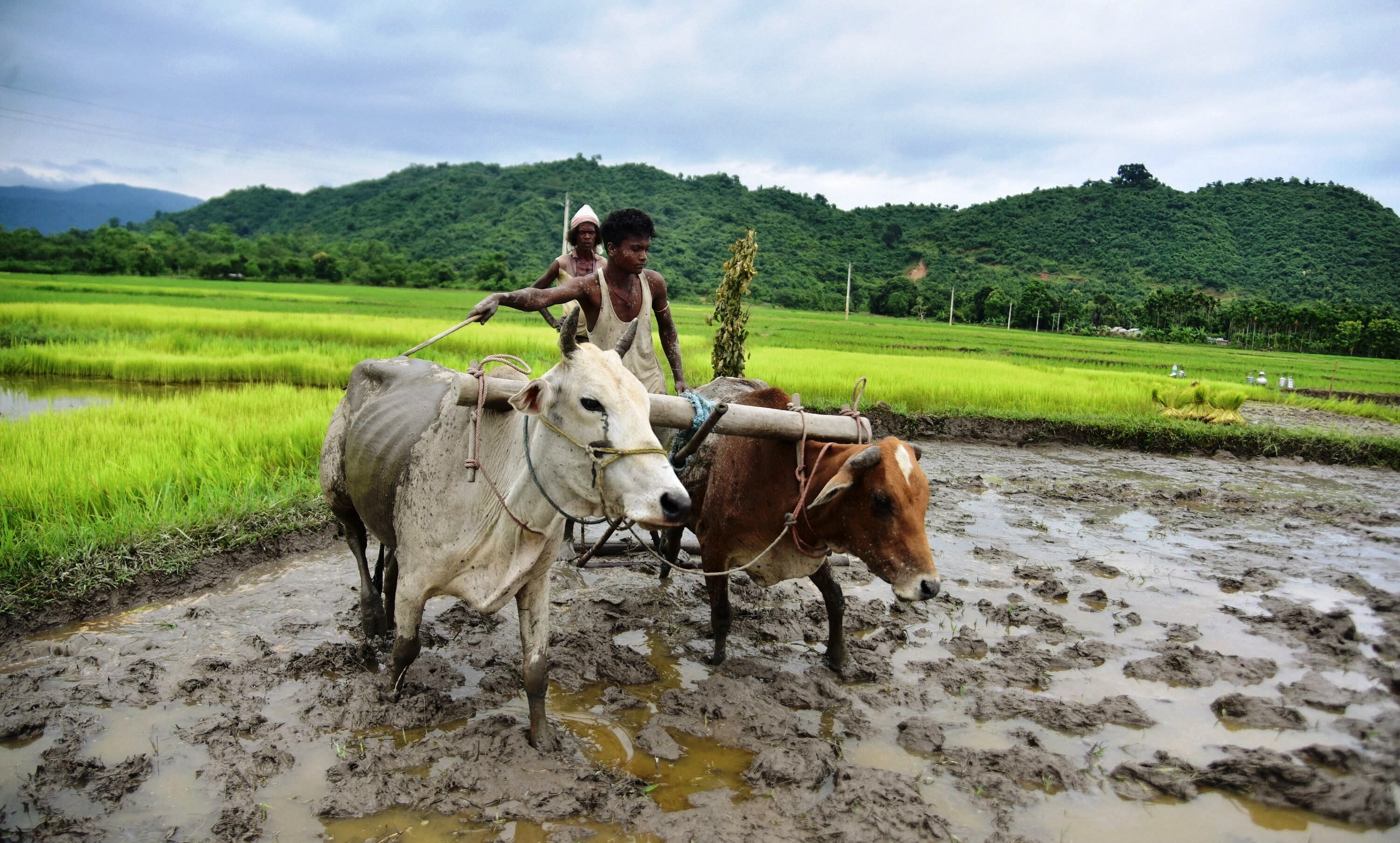 किसानों की आय बढ़ाने में मदद मिलने की उम्मीद 
