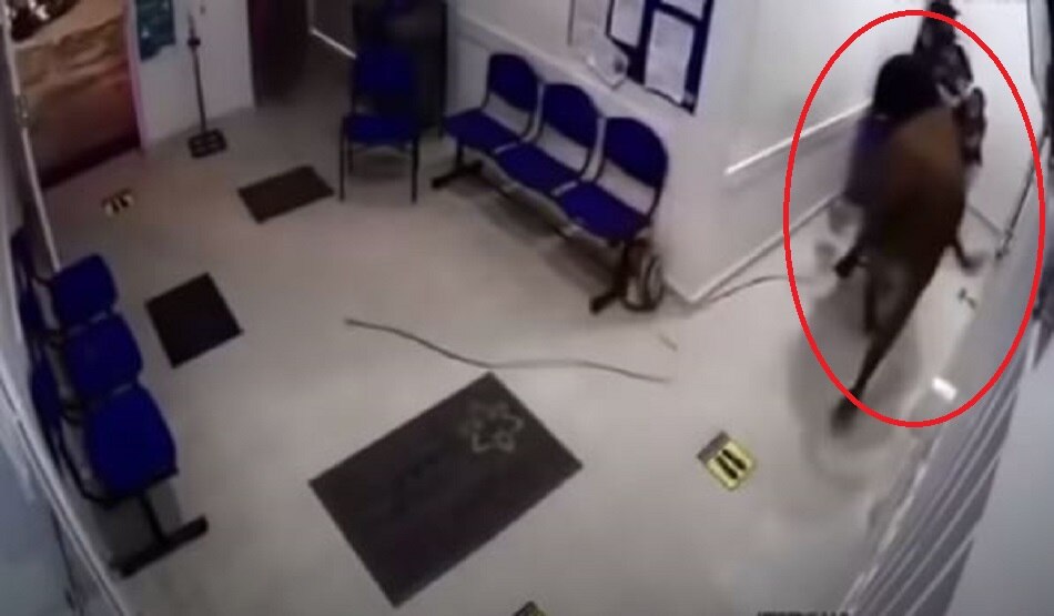 अस्पताल में घुस कर गाय ने किया तांडव