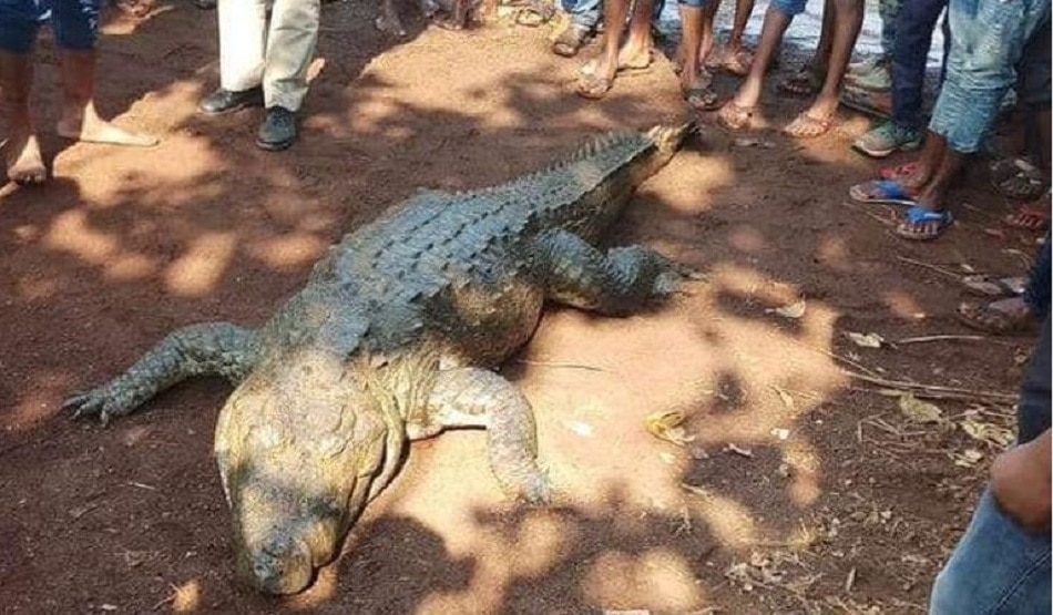 इतना बड़ा मगरमच्छ देखकर उड़े होश
