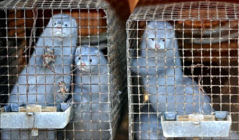 मिंक में मिला कोरोना का नया और खतरनाक स्ट्रेन