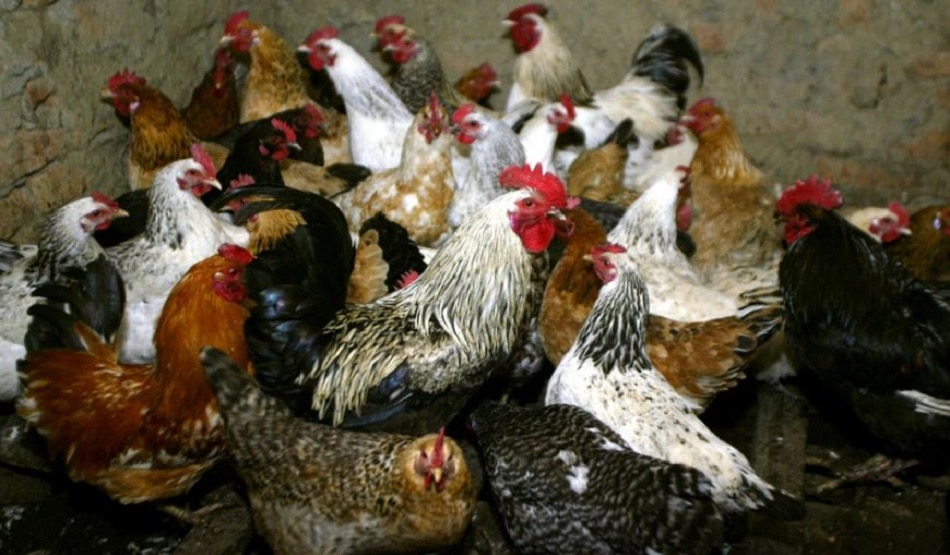 इंसानों को भी शिकार बना रहा बर्ड फ्लू