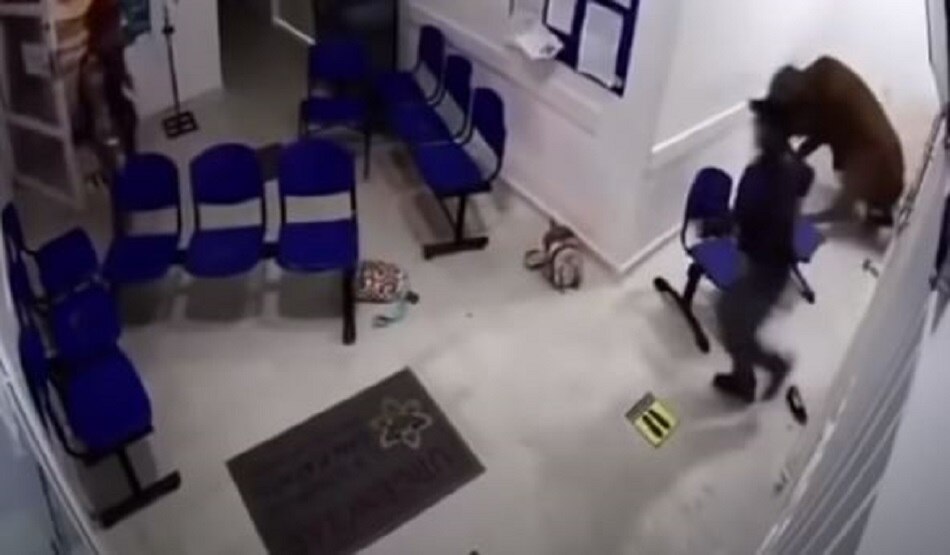 अस्पताल में घुस कर गाय ने किया तांडव