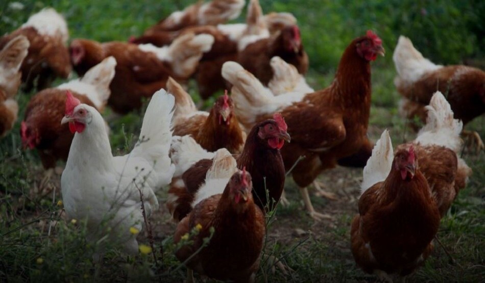 इंसानों को भी शिकार बना रहा बर्ड फ्लू