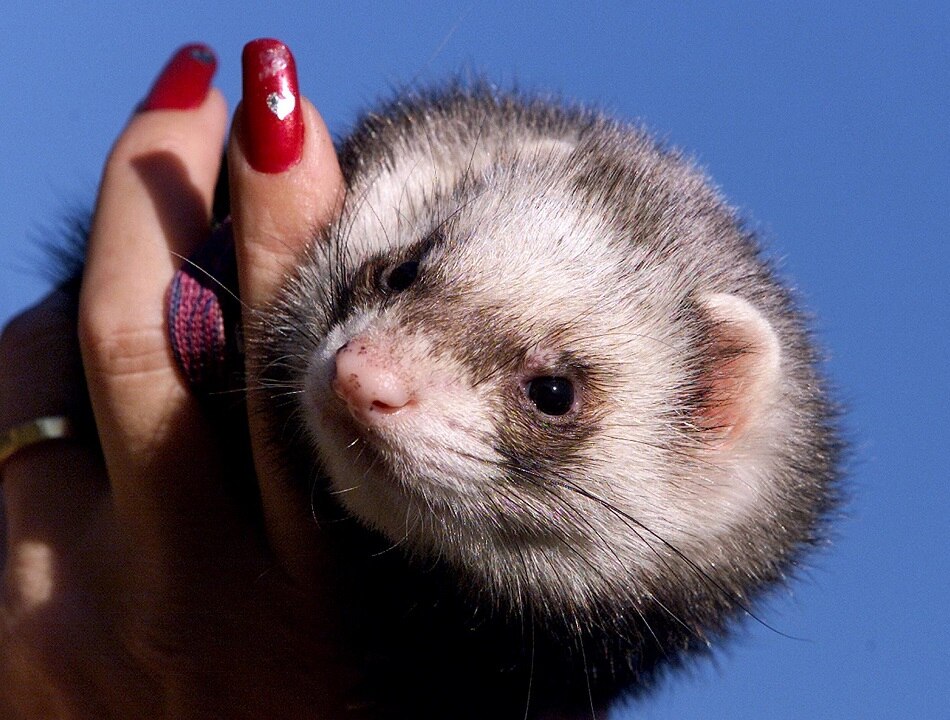 ferret
