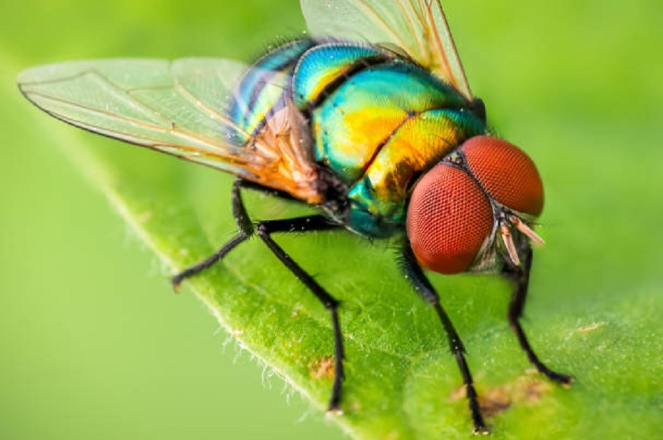 ब्लूबैरी के फायदे