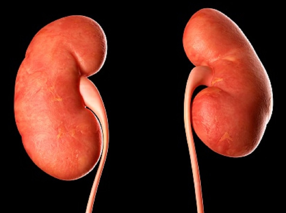 किडनी
