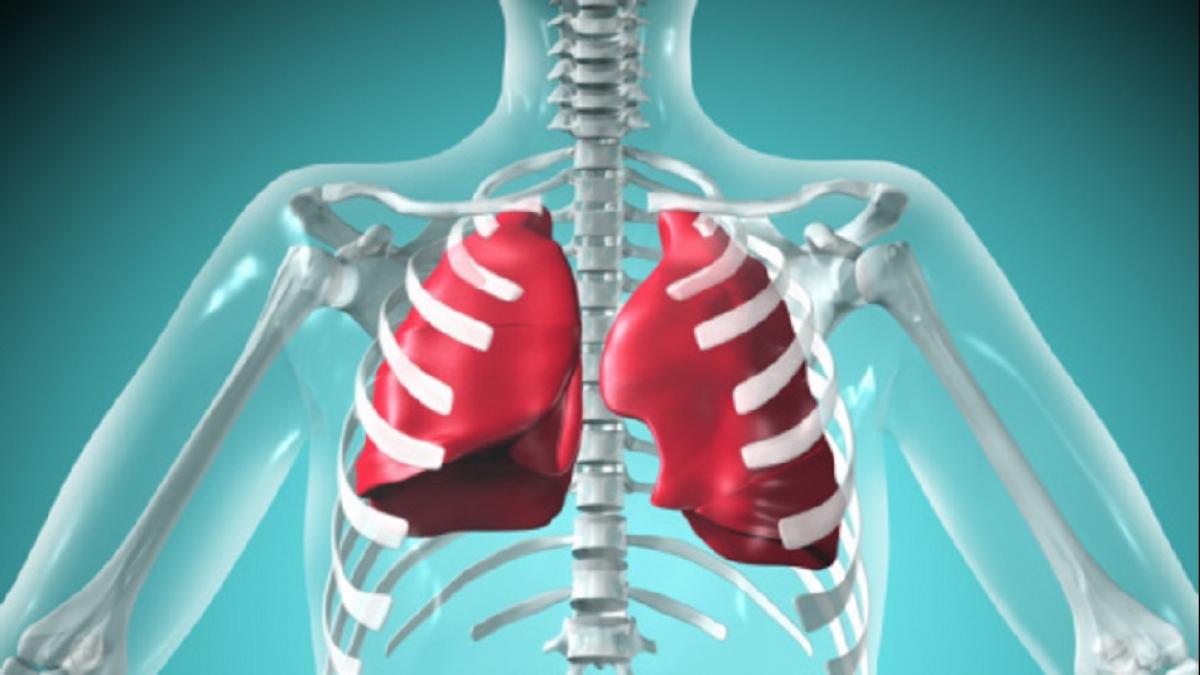 Life Without Organs: इन 8 अंगों के बिना भी जी सकता है इंसान, बॉडी के ये सीक्रेट कर देंगे हैरान