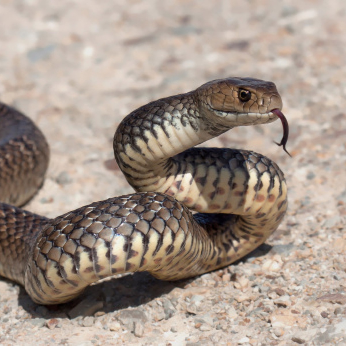 ईस्टर्न ब्राउन सांप