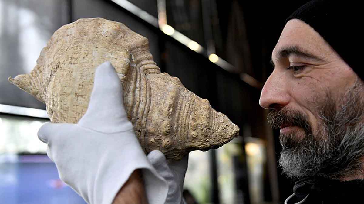 Musical Sound of an 18000 year old Giant Conch