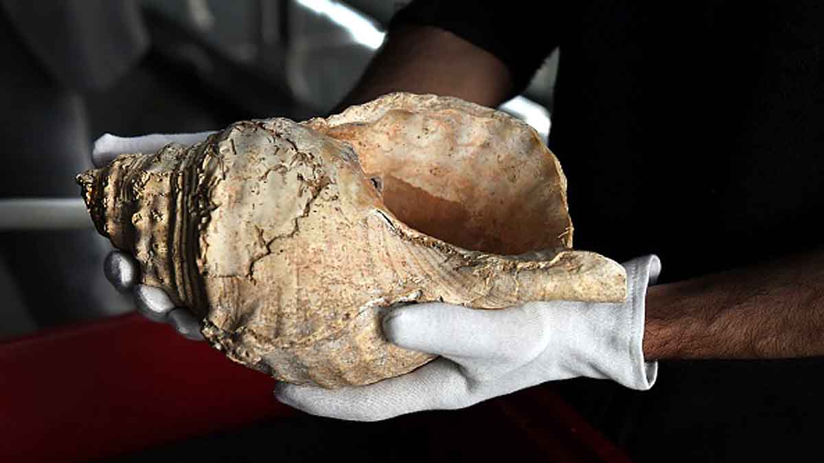 Musical Sound of an 18000 year old Giant Conch