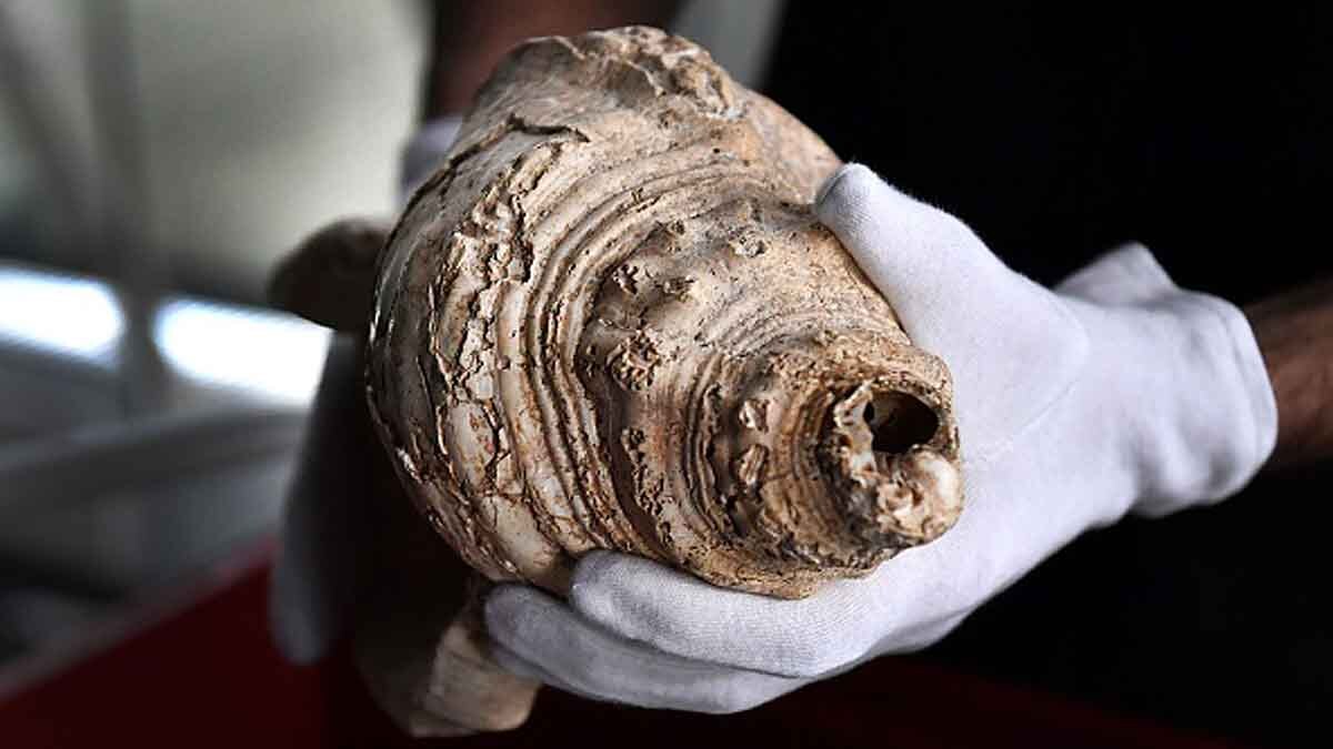 Musical Sound of an 18000 year old Giant Conch