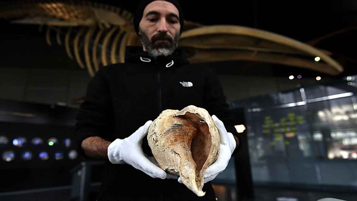 Musical Sound of an 18000 year old Giant Conch