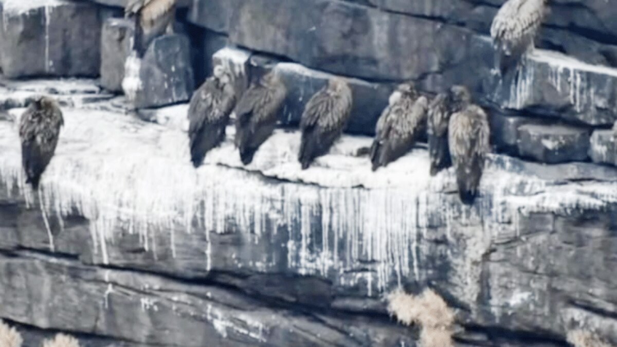 जिले में गिद्धों की संख्या में लगभग दोगुनी बढ़ोतरी हुई है (फोटो आजतक)