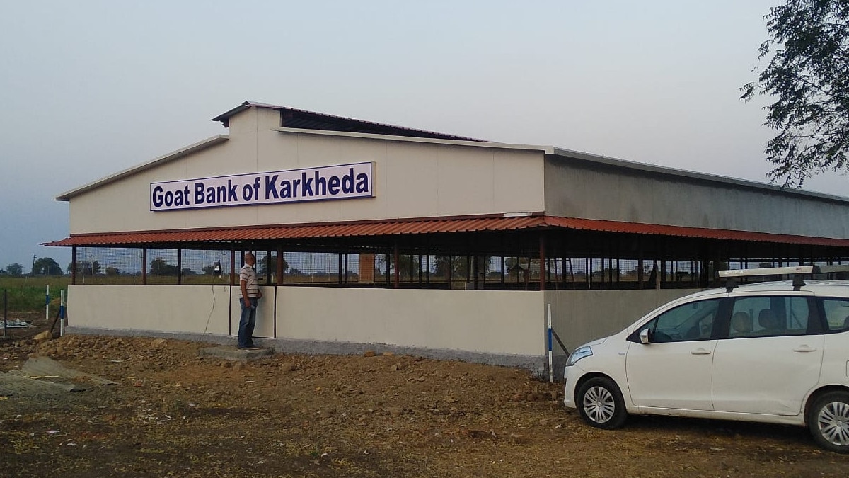 बकरियों का भी बैंक, कई परिवारों की तकदीर बदली, जानिए कैसे होता है ऑपरेट? 