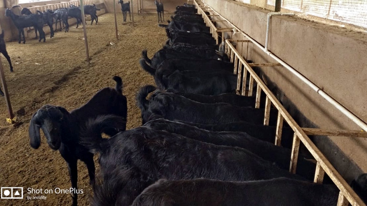 बकरियों का भी बैंक, कई परिवारों की तकदीर बदली, जानिए कैसे होता है ऑपरेट? 