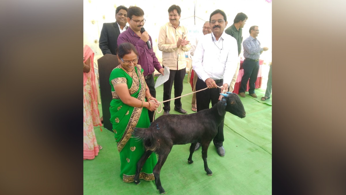 बकरियों का भी बैंक, कई परिवारों की तकदीर बदली, जानिए कैसे होता है ऑपरेट? 