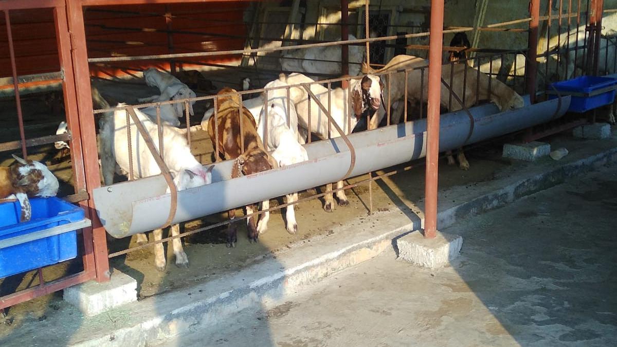 बकर‍ियों का बैंक.